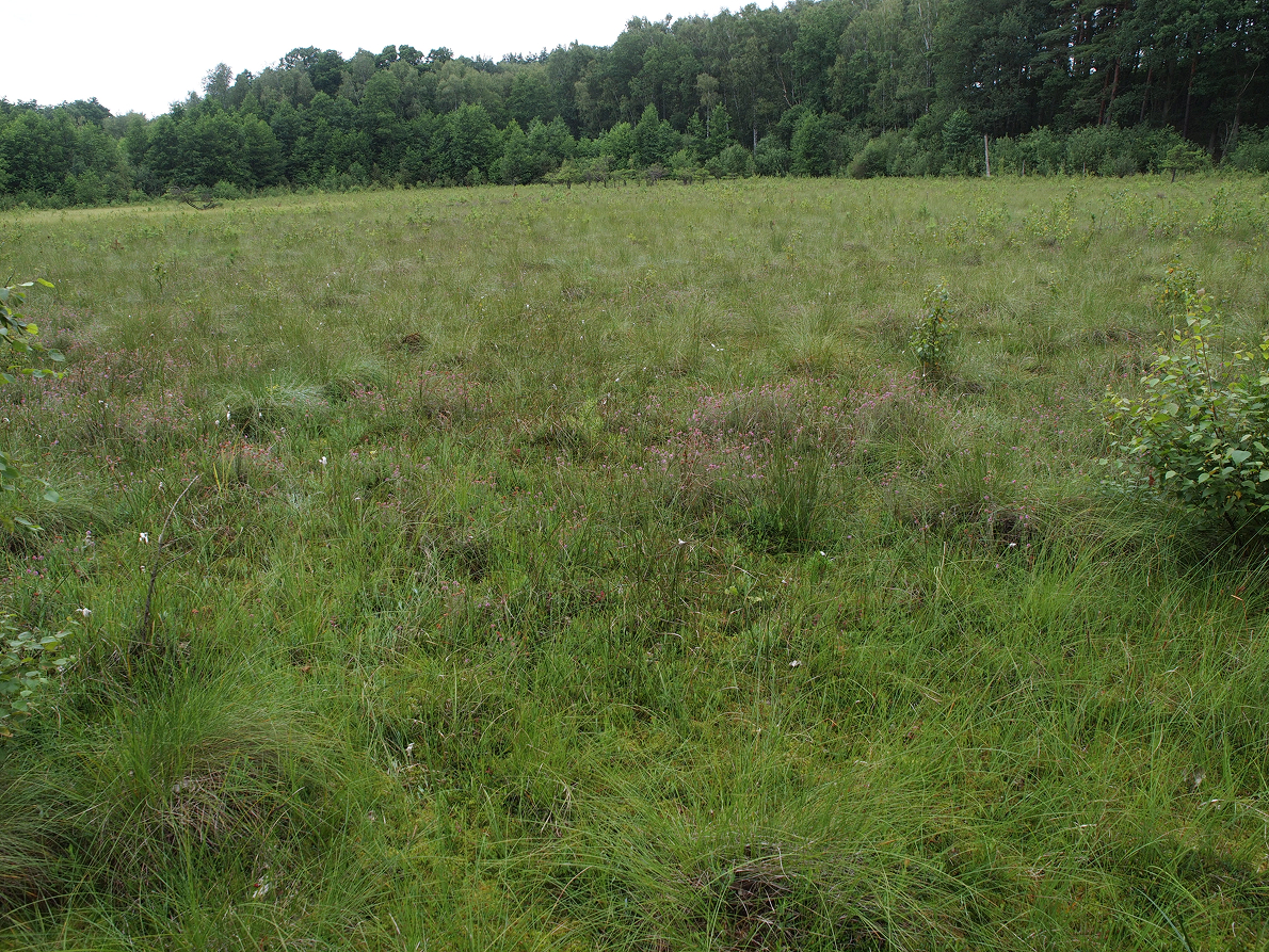 Kuhstedter Moor 