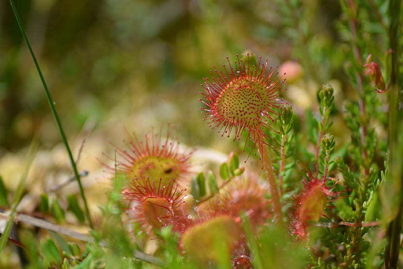 Sonnentau Schleswig Holstein Moor